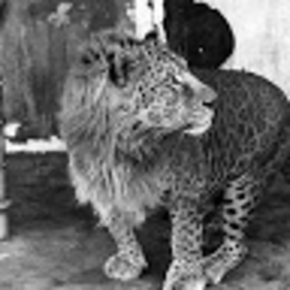 Meet your Posher, Selina